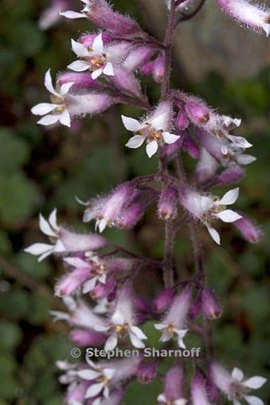 heuchera hirsutissima 5 graphic